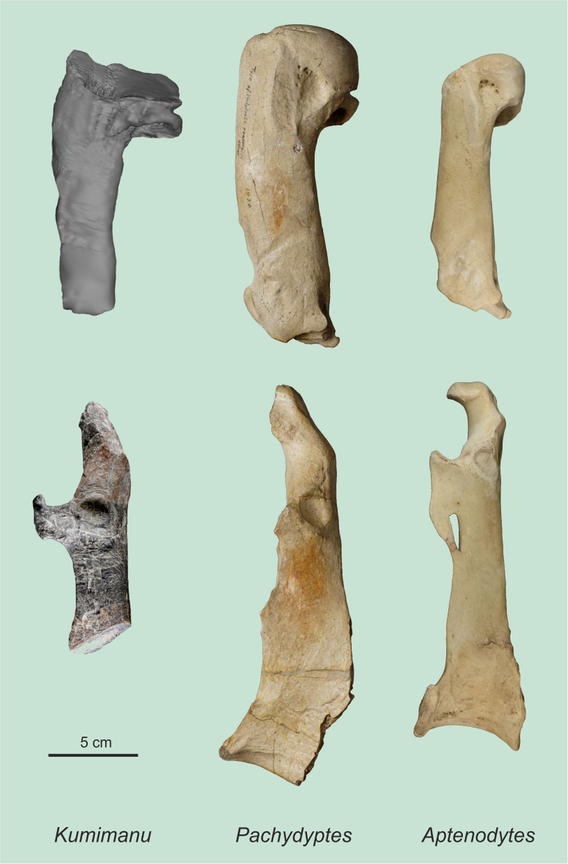 Caption: The humerus (top) and a bone from the shoulder girdle (coracoid, bottom) of the Paleocene giant penguin Kumimanu biceae, compared to the corresponding bones of one of the largest fossil penguins known to date (Pachydyptes ponderosusfrom the Eocene in New Zealand) and those of an Emperor Penguin (Aptendodytes forsteri). Credit: G. Mayr/Senckenberg Research Institute